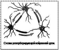 Подпись:  
Схема реверберирующей нейронной цепи.
