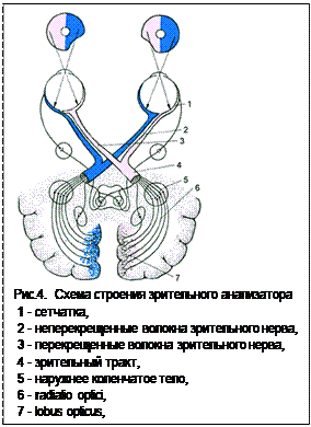 Подпись:  
Рис.4.  Схема строения зрительного анализатора 
 1 - сетчатка, 
 2 - неперекрещенные волокна зрительного нерва, 
 3 - перекрещенные волокна зрительного нерва, 
 4 - зрительный тракт, 
 5 - наружнее коленчатое тело, 
 6 - radiatio optici, 
 7 - lobus opticus,
