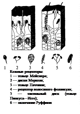 Подпись:   
Кожные рецепторы:
1 — тельце Мейснера; 
2 — диски Меркеля; 
3 — тельце Паччини; 
4 — рецептор волосяного фолликула;
5 — тактильный диск (тельце Пинкуса—Игго); 
6 — окончание Руффини
