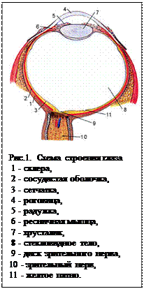 Подпись:   
Рис.1.  Схема строения глаза 
 1 - склера, 
 2 - сосудистая оболочка, 
 3 - сетчатка, 
 4 - роговица, 
 5 - радужка, 
 6 - ресничная мышца, 
 7 - хрусталик, 
 8 - стекловидное тело, 
 9 - диск зрительного нерва, 
10 - зрительный нерв, 
11 - желтое пятно. 

