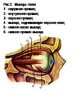 Подпись: Рис.2.  Мышцы глаза 
1 - наружная прямая; 
2 - внутренняя прямая; 
3 - верхняя прямая; 
4 - мышца, поднимающая верхнее веко; 
5 - нижняя косая мышца; 
6 - нижняя прямая мышца.
