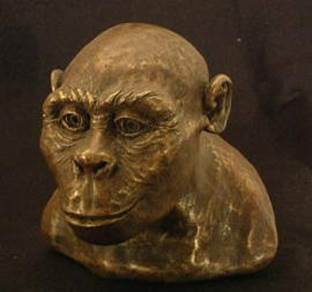 http://zoo-eco.zooclub.ru/Images/Australopithecus_africanus_reconstruction.jpeg