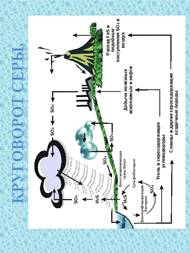 Реферат: Круговорот кислорода, углерода, азота, фосфора и серы в биосфере