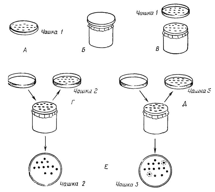 Beadle-Tatum_experiment