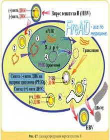 Описание: Схема репродукции вируса гепатита В