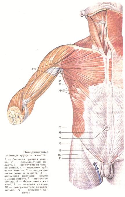 Поверхностные мышцы груди и живота