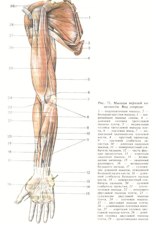 Мышцы верхней конечности (спереди)