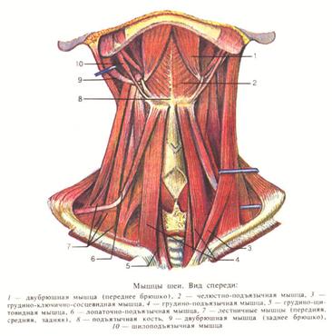 Мышцы шеи (спереди)