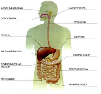 система органов пищеварения