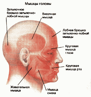 схема мышц головы