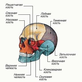 череп, строение черепа, кости черепа