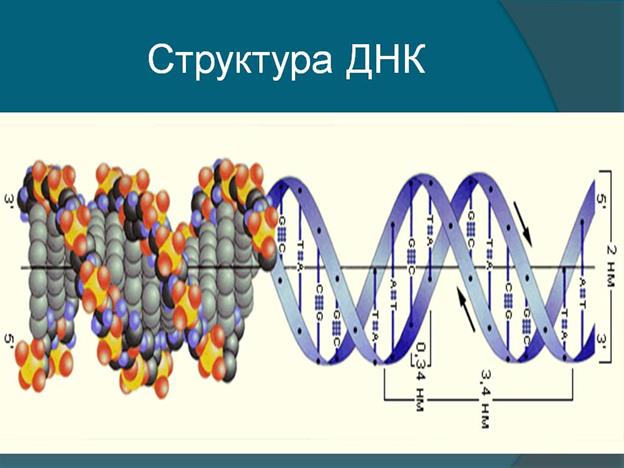 Описание: 0014-014-Struktura-DNK.jpg