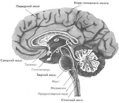 Реферат по теме Физиология ромбовидного мозга