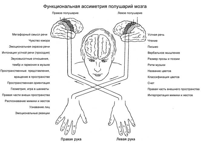 Расстройство полушарий. Функциональная асимметрия мозга схема. Межполушарная асимметрия мозга схема. Межполушарная функциональная асимметрия таблица. Функциональная межполушарная асимметрия головного мозга человека.