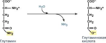 Глутаминаза