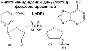 http://orgchem.city.tomsk.net/enzyme/Image21.gif