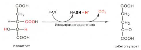 http://www.xumuk.ru/biologhim/bio/img780.jpg