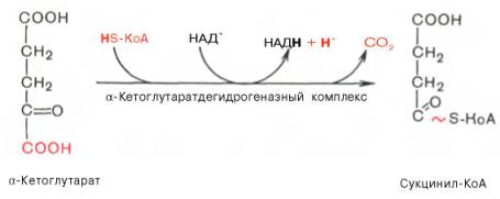 http://www.xumuk.ru/biologhim/bio/img782.jpg