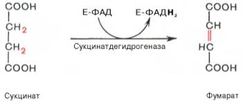 http://www.xumuk.ru/biologhim/bio/img786.jpg