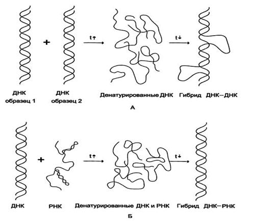 Рис. 4-13. Гибридизация нуклеиновых кислот. А - гибридизация ДНК-ДНК; Б - гибридизация ДНК-РНК.