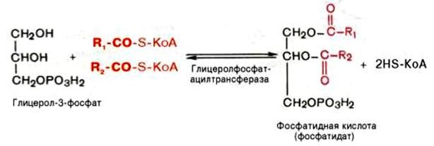 Образование фосфатидной кислоты из глицерол-3-фосфата