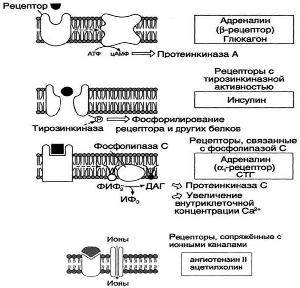 Рис. 11-3. Передача гормональных сигналов через мембранные рецепторы. ИФ3 - инозитол-3-фосфат; ДАГ - диацилглицерол; ФИФ2 - фосфоинозитолбисфосфат; СТГ - соматотропный гормон. инозитоп-3-фосфат; ДАГ - диаципглицерол; ФИФ2 - фосфоинозитолбифосфат; СТГ - соматотропный гормон.