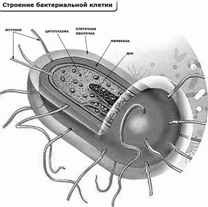 Реферат: Немембранные органеллы клетки