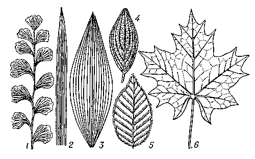 Жилкование листьев: 1 — дихотомическое; 2 — параллельнонервное; 3 — дугонервное; 4 — перистопараллельное; 5 — перистонервное; 6 — пальчатонервное.