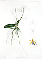 85px-Phalaenopsis_braceana21555