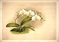 120px-Frederick_Sander_-_Reichenbachia_I_plate_11_%281888%29_-_Phalaenopsis_grandiflora_aurea