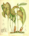 96px-Bulbophyllum_grandiflorum