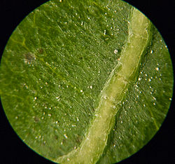 250px-Brassica_leaf