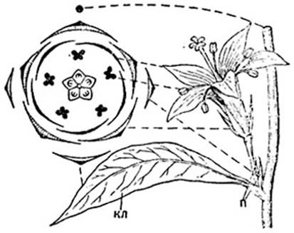 Рис. 298. Схематическое  изображение построения диаграммы цветка.