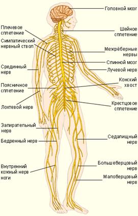 Учебное пособие: Центральная нервная система в графиках и схемах