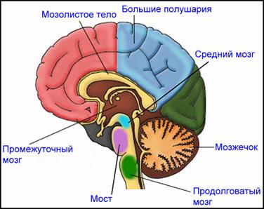 Контрольная работа по теме Анатомия и физиология промежуточного мозга