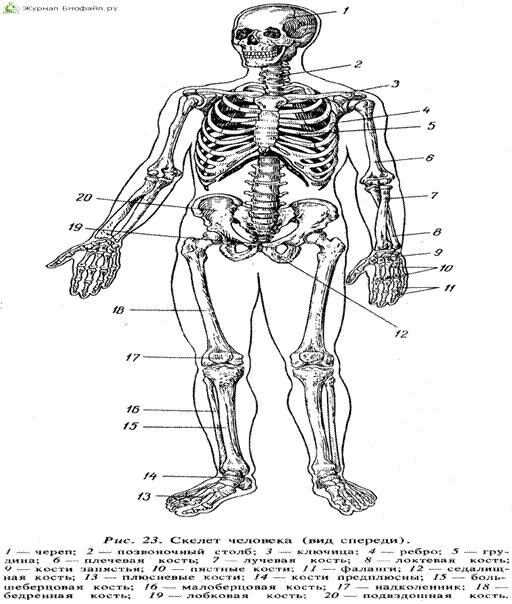 Названия костей скелета человека