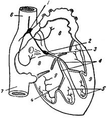 Проводящая система сердца. Схема расположения проводящей системы в сердце человека. 1 — узел Кис-Флака; 2 — узел Ашоф-Тавара; 3 — пучок Гиса; 4 — ножки пучка Гиса; 5 — сеть волокон Пуркинье; 6 — верхняя полая вена; 7 — нижняя полая вена; 8 — предсердия; 9 — желудочки 