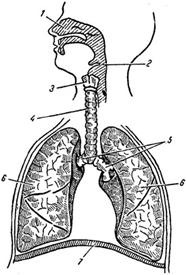 схема строения дыхательной системы.